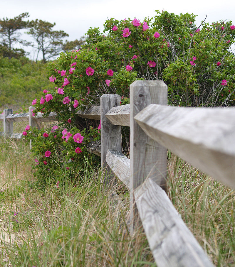 Elyse Maguire_colors of Nantucket_blog